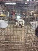 Brown & White Bunny