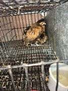 3 Appenzeller Chicks - 10 Wks Old