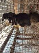 4 Mixed Bred Hollands - Unsexed