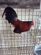 BB Red Banty Rooster