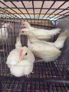 3 White Leghorn Cockerels
