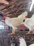 2 Leghorn Roosters