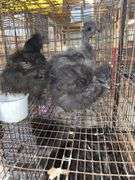 3 Bearded Silkies - 1 Silkie & 2 Showgirl