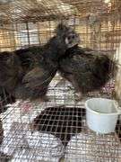 2 Silkie Hens