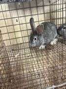 American Chinchilla Buck - 9 Wks Old