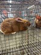 New Zealand Red Buck - 3.5 Mos Old