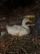 Pekin Laying Hen - 1yr Old - Has Bum Leg