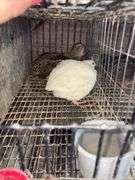 3 Coturnix Quail