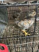 2 Golden Laced Blue Wyandotte Pullets