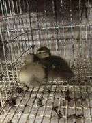 2 Chocolate Muscovy Ducklings
