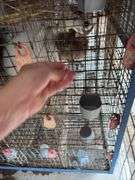 Peach Satin English Angora Buck