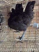 2 Black Australorp Pullets