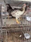 3 Easter Egger Roosters