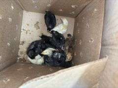 12 Chicks - Brahma & Barred