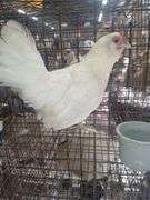 Bantam Laying Hen "Astrid"