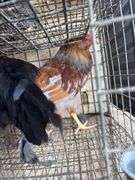 2 Blue Bell Mix Rooster - 6 Mos Old