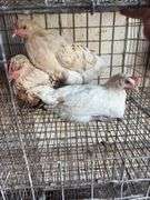 3 Leghorn Cross