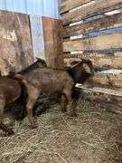 Brown & Black Spotted Boer Billy