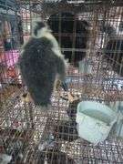 Young Ancona Call Cross Hen Duck "Nezbit"
