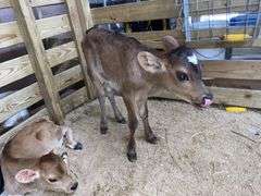 Crossbred Heifer Bottle Calf - Had Colostrum