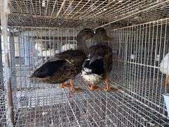 2 Rouen Ducks