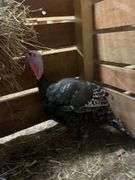 Hen Turkey