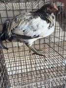 Olive Egger Rooster