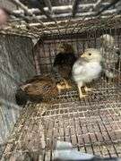 3 Egyptian Fayoumi Chicks