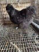 Silkie Rooster