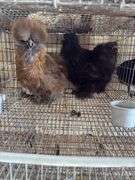 Stunning Pair of Show Quality Silkies