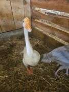 Male Goose