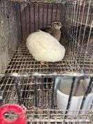3 Coturnix Quail