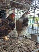 2 Barnyard Mix Hens