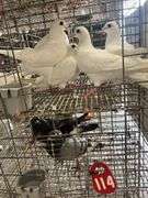 4 Homer Pigeons
