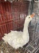 Curly Sebastopol Female Goose - 1 Yr Old - Very Sweet & Docile