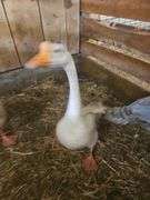 Male Goose