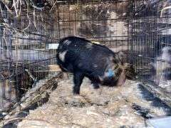 Female Kune Kune Pig