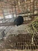 Holland Lop Buck