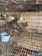2 Ameraucana Pullets
