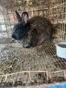 Buck Meat Rabbit