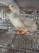 Pekin Hen
