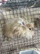 Peach English Angora Doe