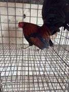 BB Red Banty Rooster