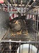 5 Plymouth Barred Rock Hens