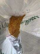 Bag of Shelled Corn - Approx. 28lbs