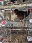 3 Roosters - 2 White Leghorn & 1 Rhode Island Rooster