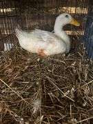 Pekin Laying Hen - 1yr Old - Has Bum Leg