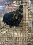 Barnyard Mix Rooster