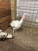 Royal Palm Hen Turkey - 16 Mos Old