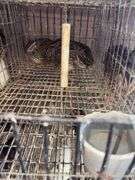 3 Coturnix Quail